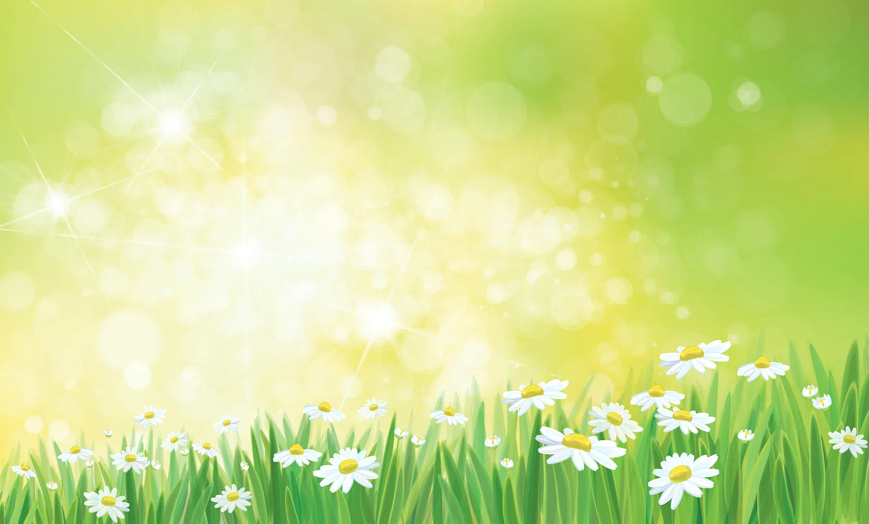 Where Sunshine Dances on Daisy Petals
