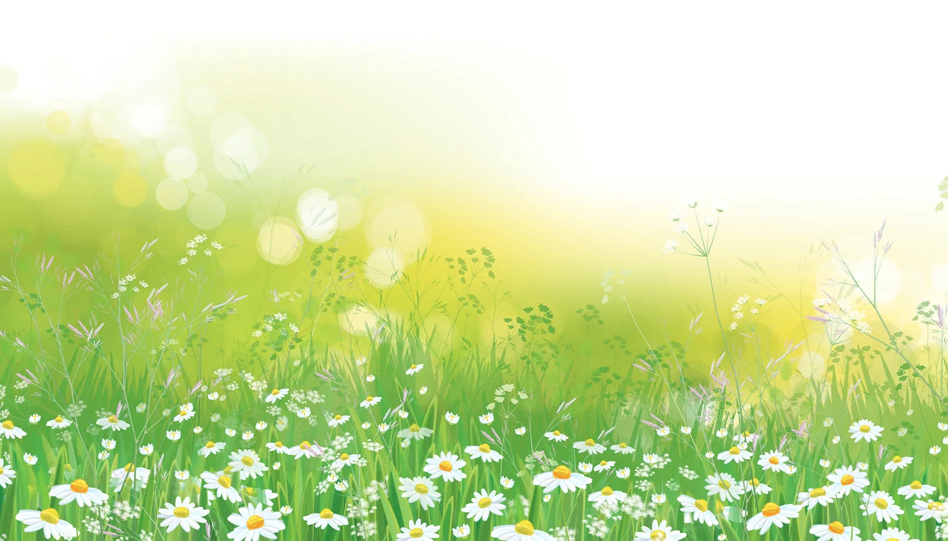 Where Wildflowers Bloom in the Afternoon Sun