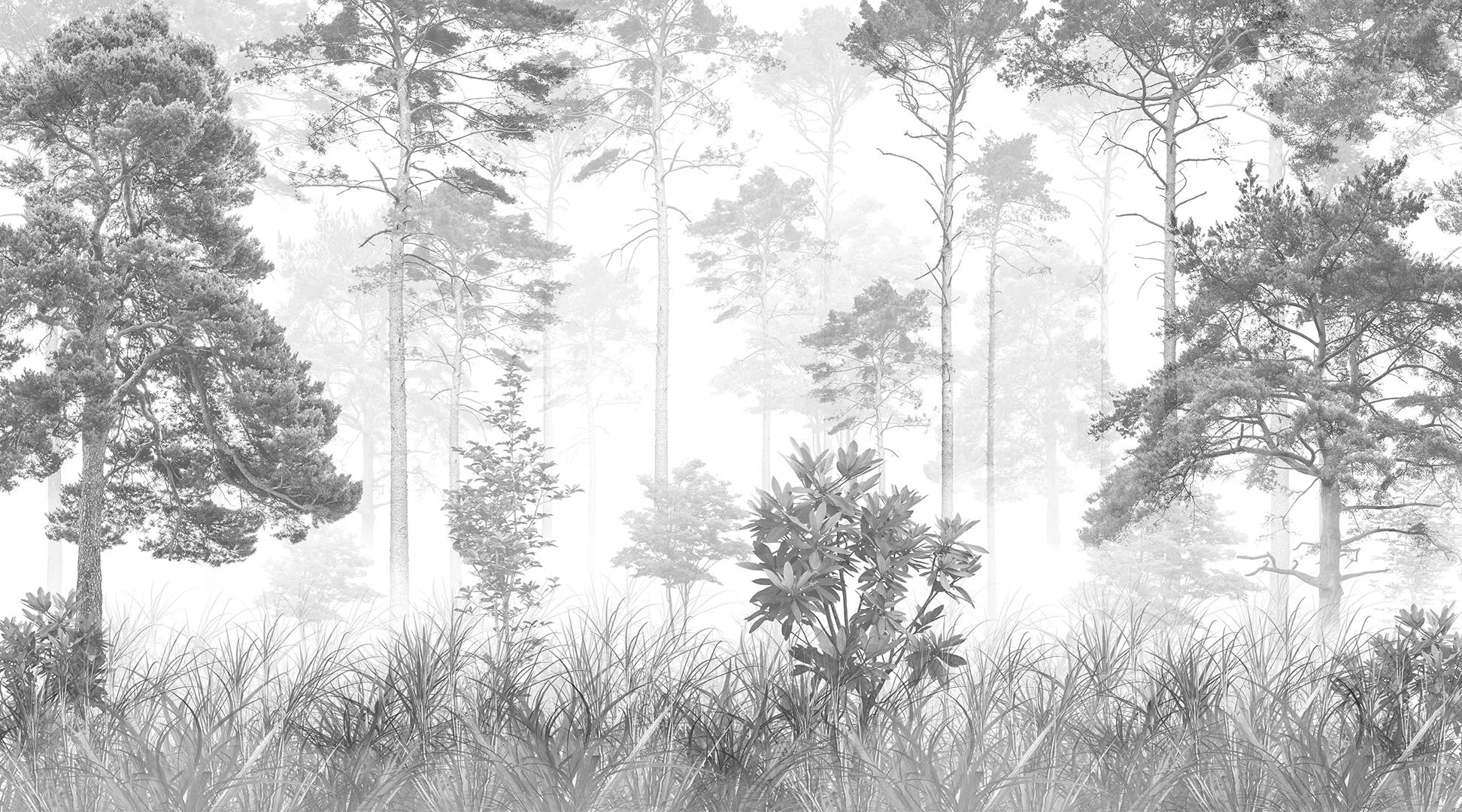 A Place of Stillness, Mystery, and Monochrome Beauty