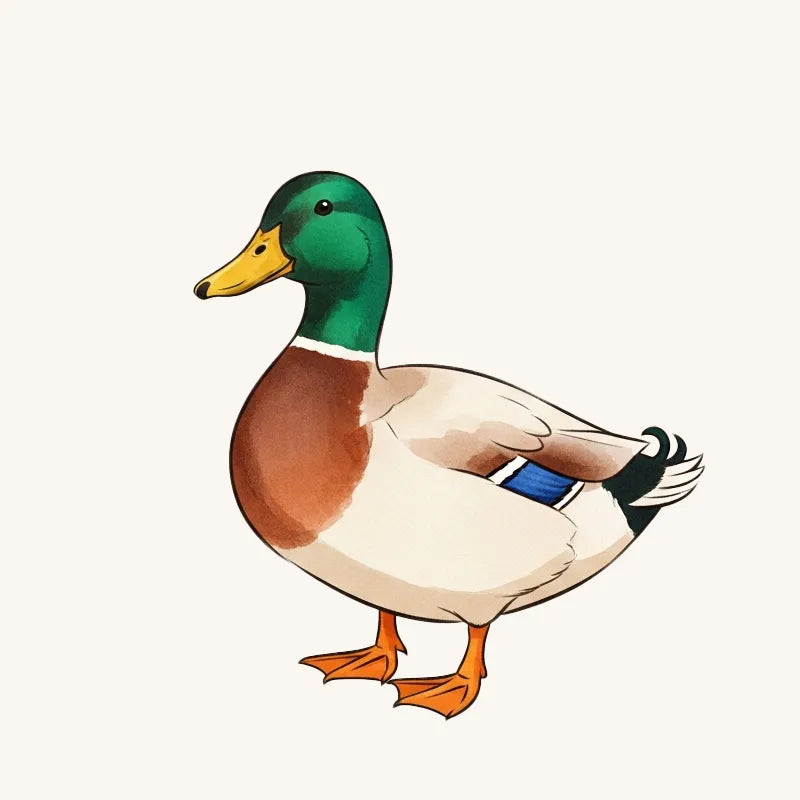 Duck