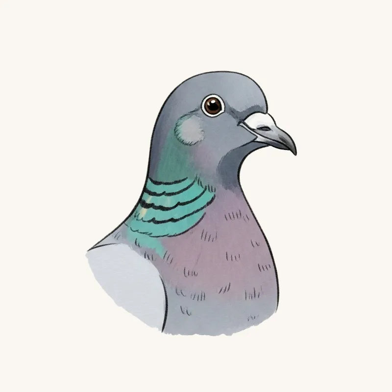 Pigeon