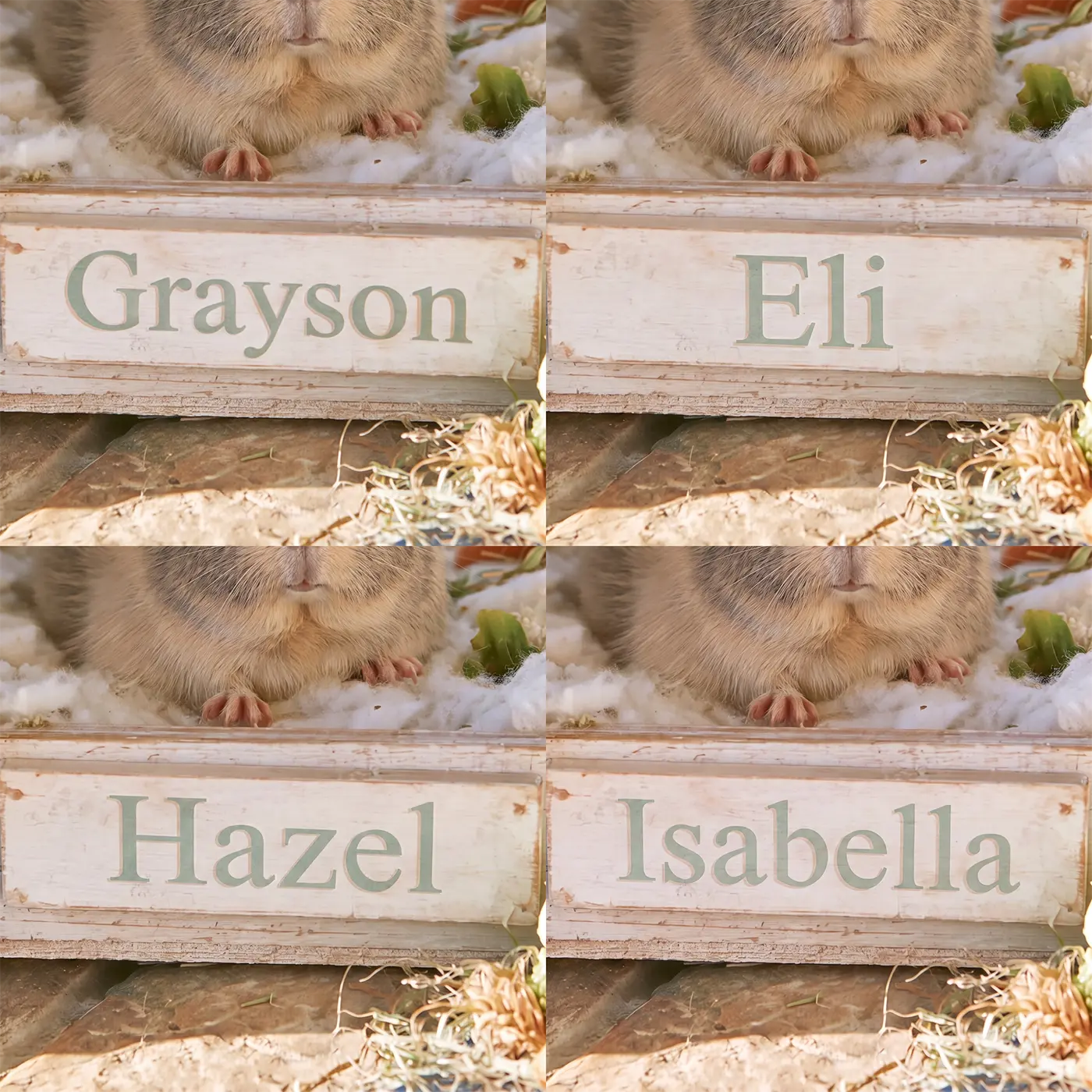 Four name preview examples of Cute Guinea Pig Personalized Wall Mural by Whimsy Tots